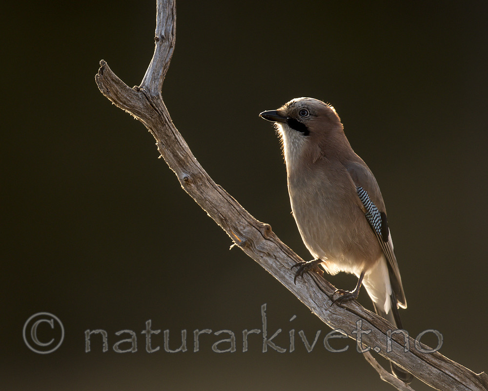 KA_171014_156 / Garrulus glandarius / Nøtteskrike