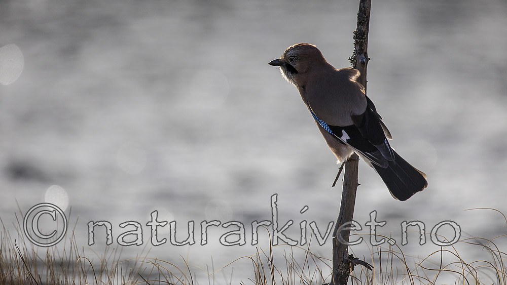 KA_171014_180 / Garrulus glandarius / Nøtteskrike