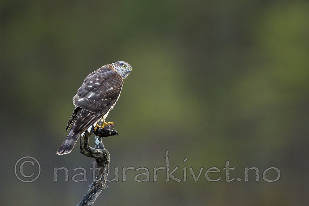KA_171014_20 / Accipiter nisus / Spurvehauk