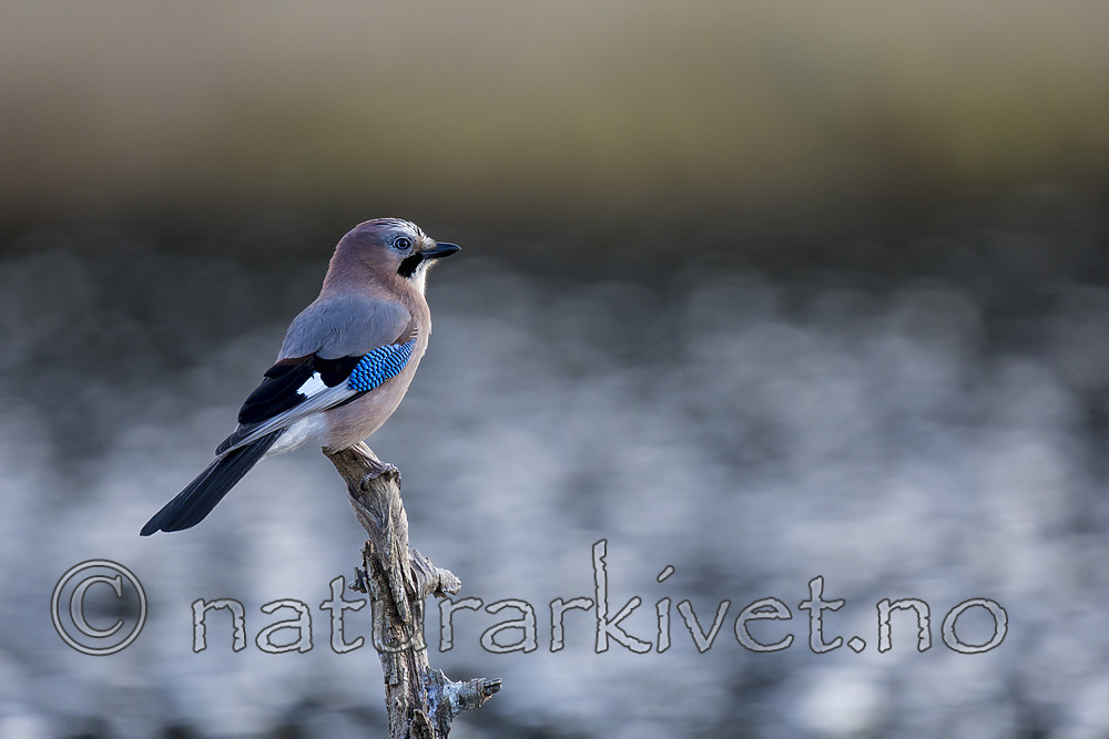 KA_171014_212 / Garrulus glandarius / Nøtteskrike