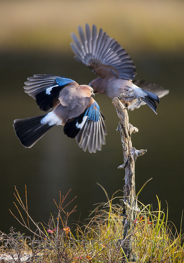 KA_171014_222 / Garrulus glandarius / Nøtteskrike