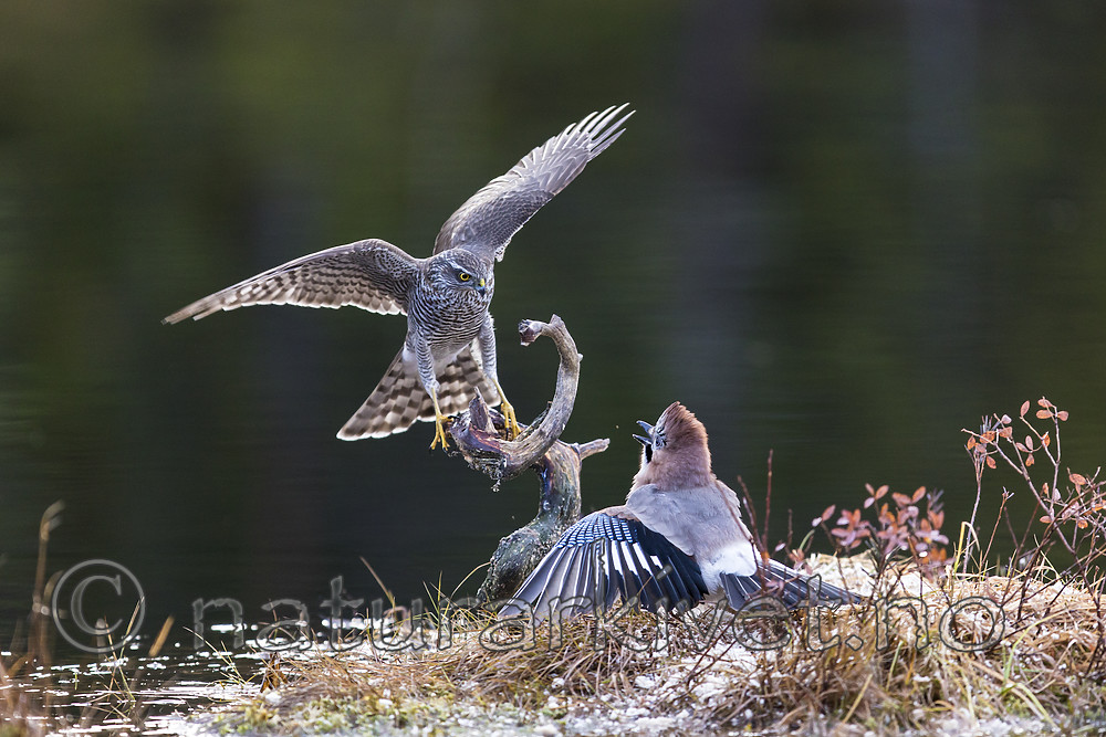 KA_171014_28 / Accipiter nisus / Spurvehauk <br /> Garrulus glandarius / Nøtteskrike