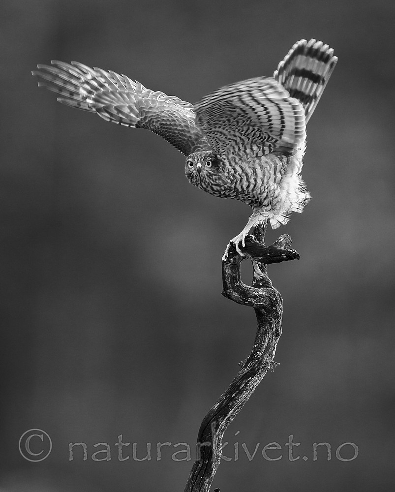 KA_171014_66-sh / Accipiter nisus / Spurvehauk