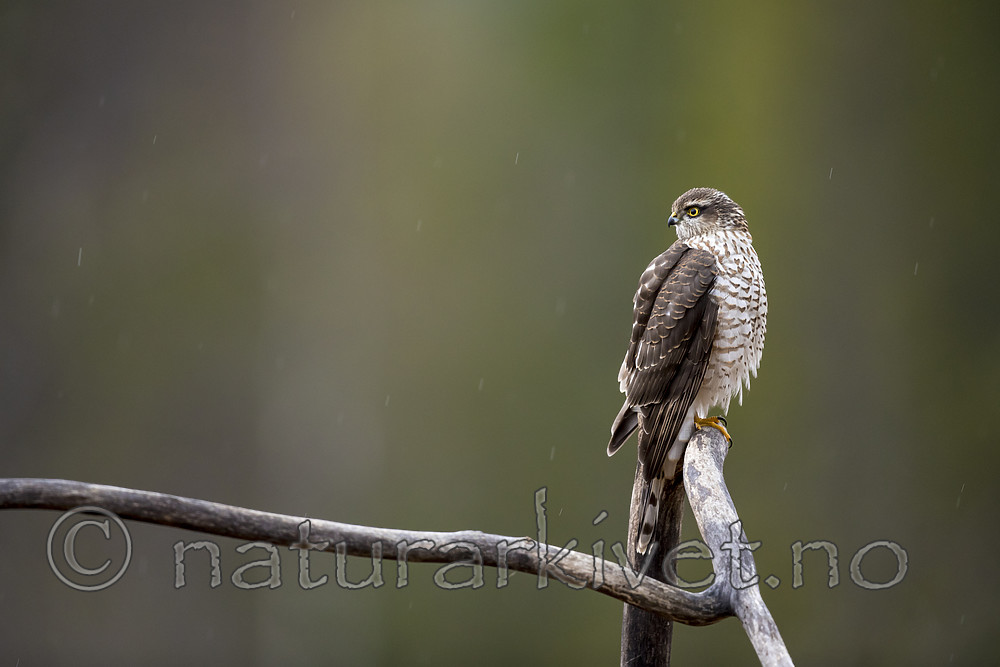 KA_171015_10 / Accipiter nisus / Spurvehauk