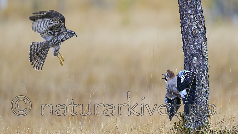 KA_171015_122 / Accipiter nisus / Spurvehauk <br /> Garrulus glandarius / Nøtteskrike