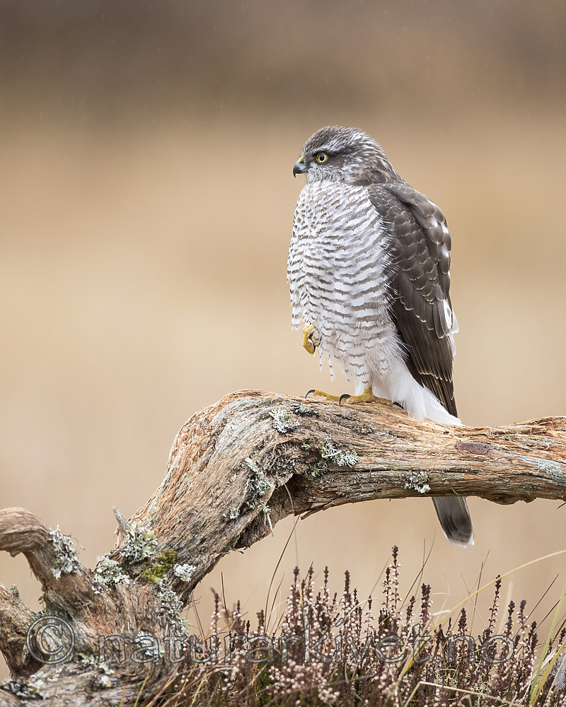 KA_171015_178 / Accipiter nisus / Spurvehauk