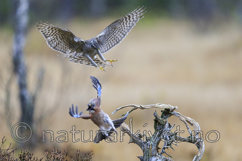 KA_171015_188 / Accipiter nisus / Spurvehauk <br /> Garrulus glandarius / Nøtteskrike
