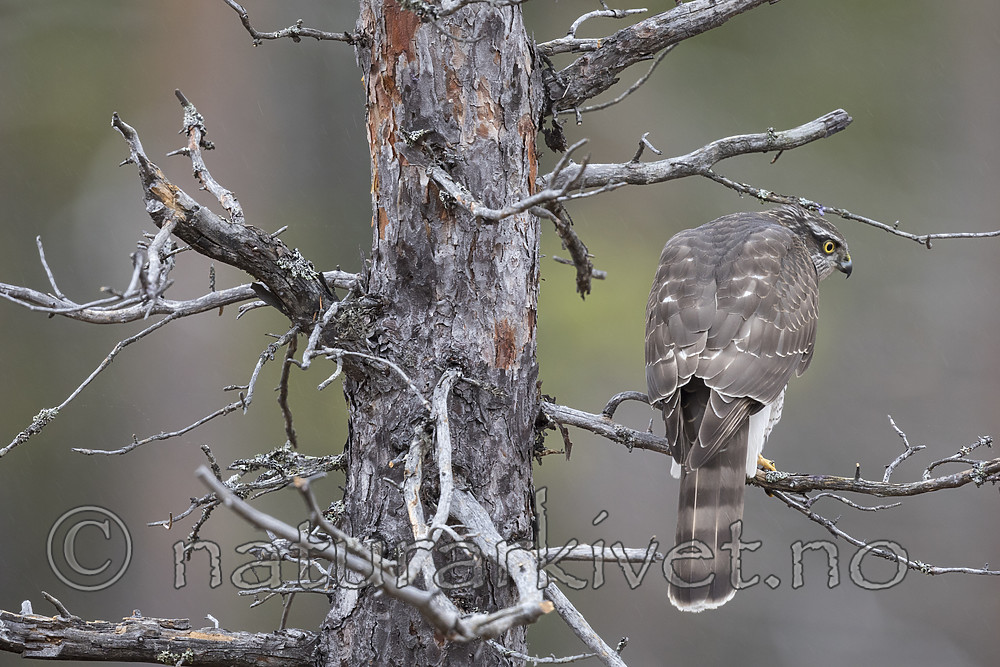 KA_171015_200 / Accipiter nisus / Spurvehauk