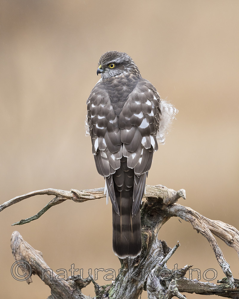 KA_171015_227 / Accipiter nisus / Spurvehauk