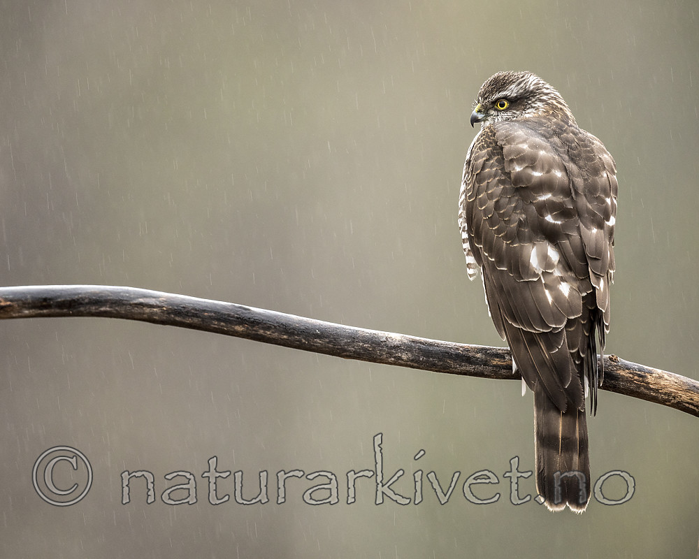 KA_171015_253 / Accipiter nisus / Spurvehauk