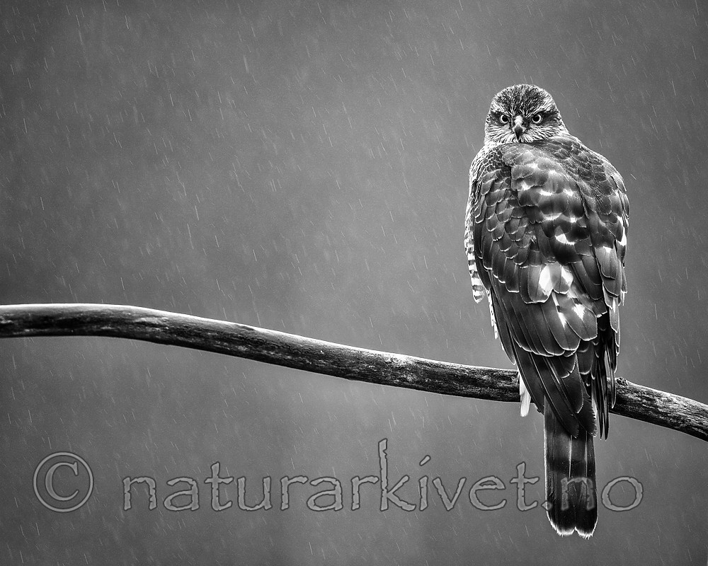 KA_171015_258-sh / Accipiter nisus / Spurvehauk