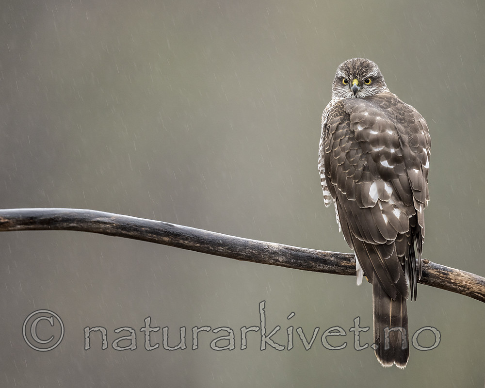 KA_171015_258 / Accipiter nisus / Spurvehauk