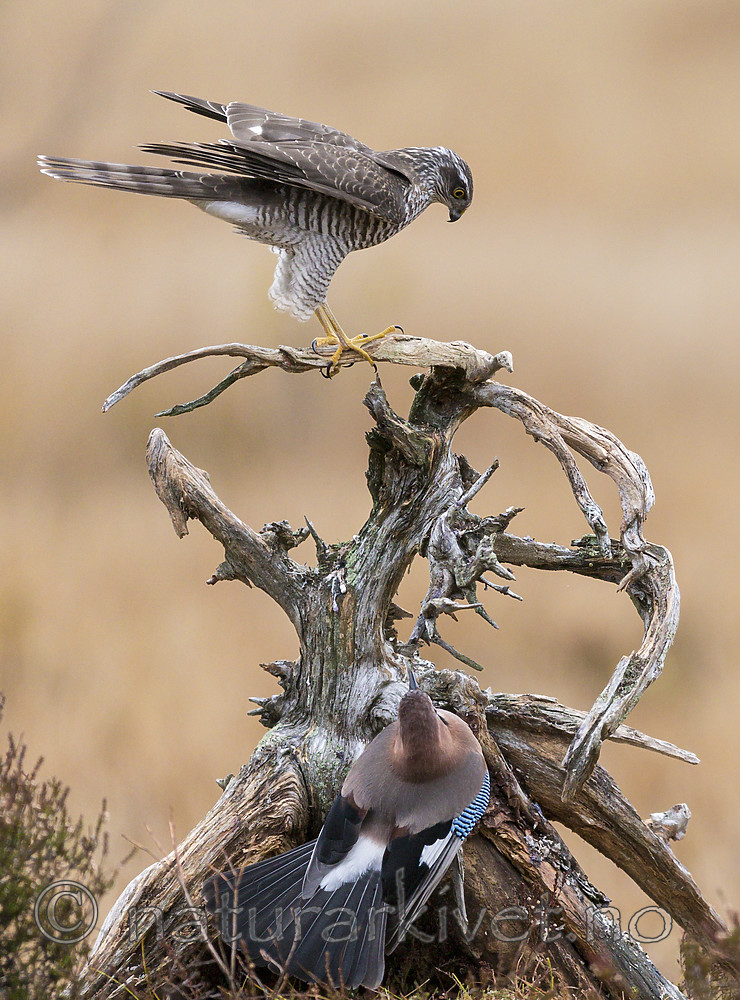 KA_171015_30 / Accipiter nisus / Spurvehauk <br /> Garrulus glandarius / Nøtteskrike