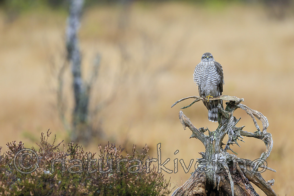 KA_171015_311 / Accipiter nisus / Spurvehauk