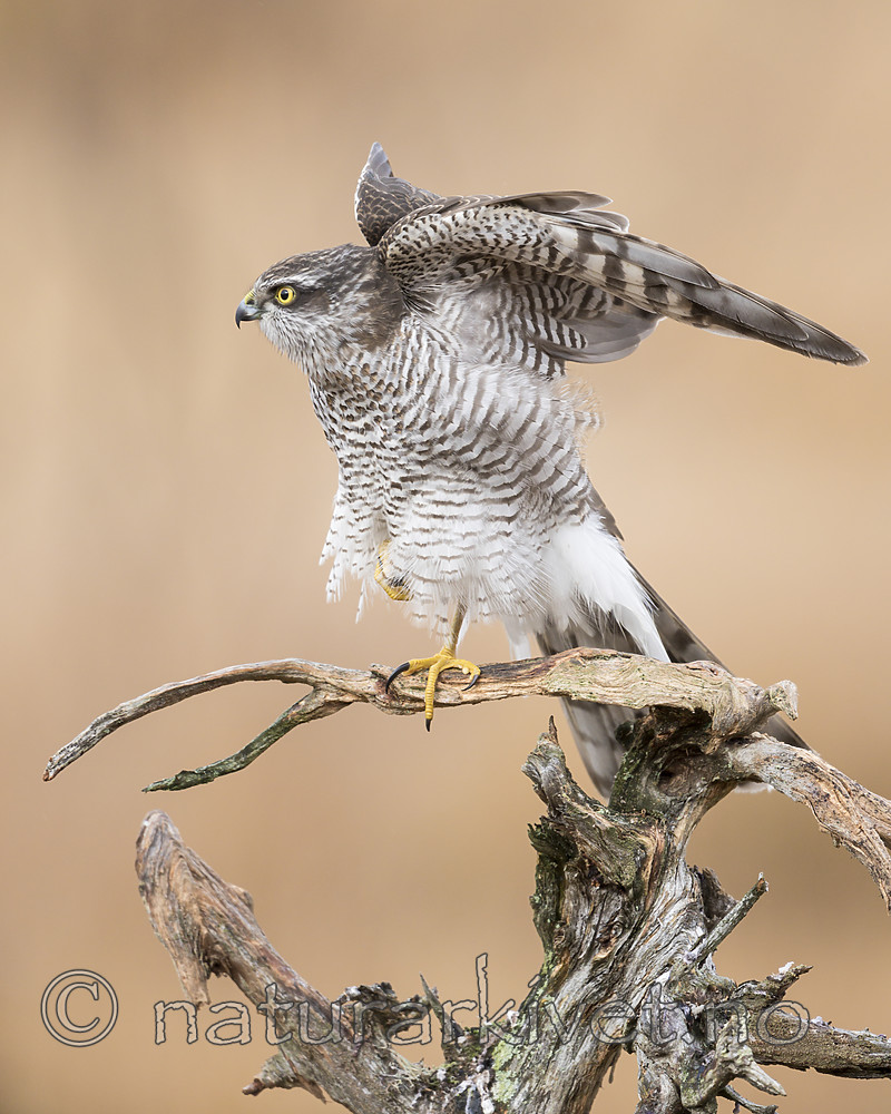 KA_171015_337 / Accipiter nisus / Spurvehauk