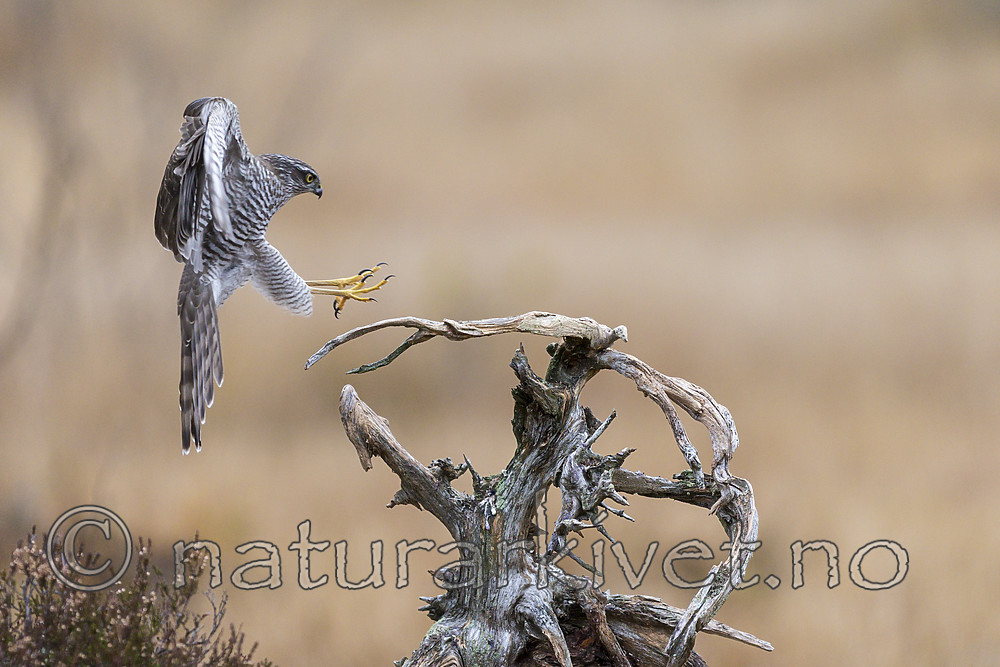 KA_171015_36 / Accipiter nisus / Spurvehauk