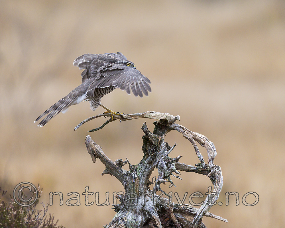 KA_171015_38 / Accipiter nisus / Spurvehauk