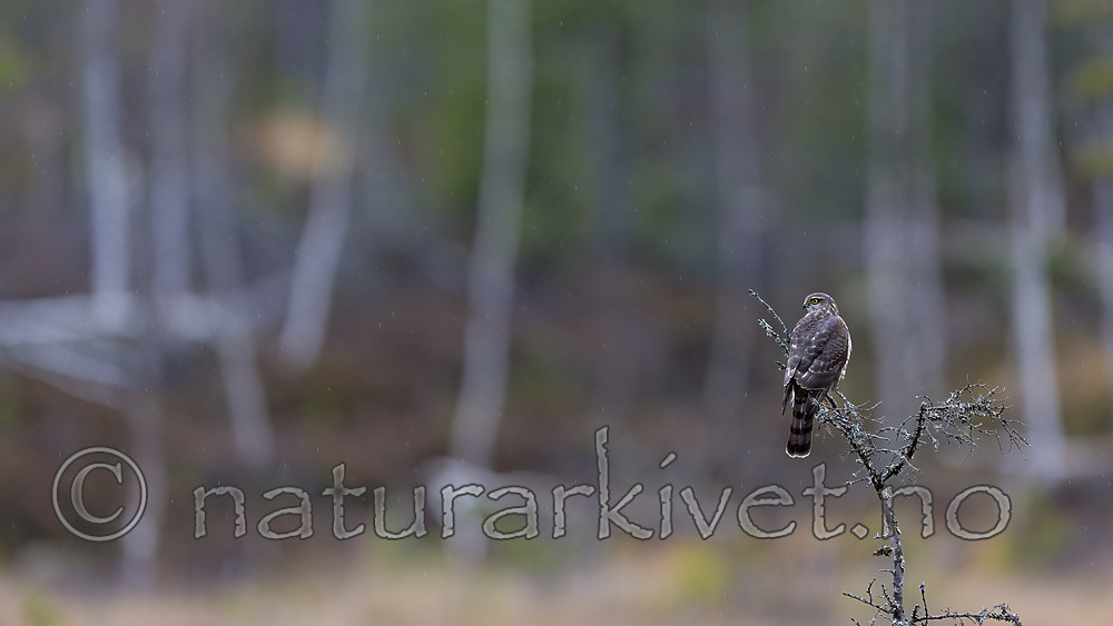 KA_171015_4 / Accipiter nisus / Spurvehauk