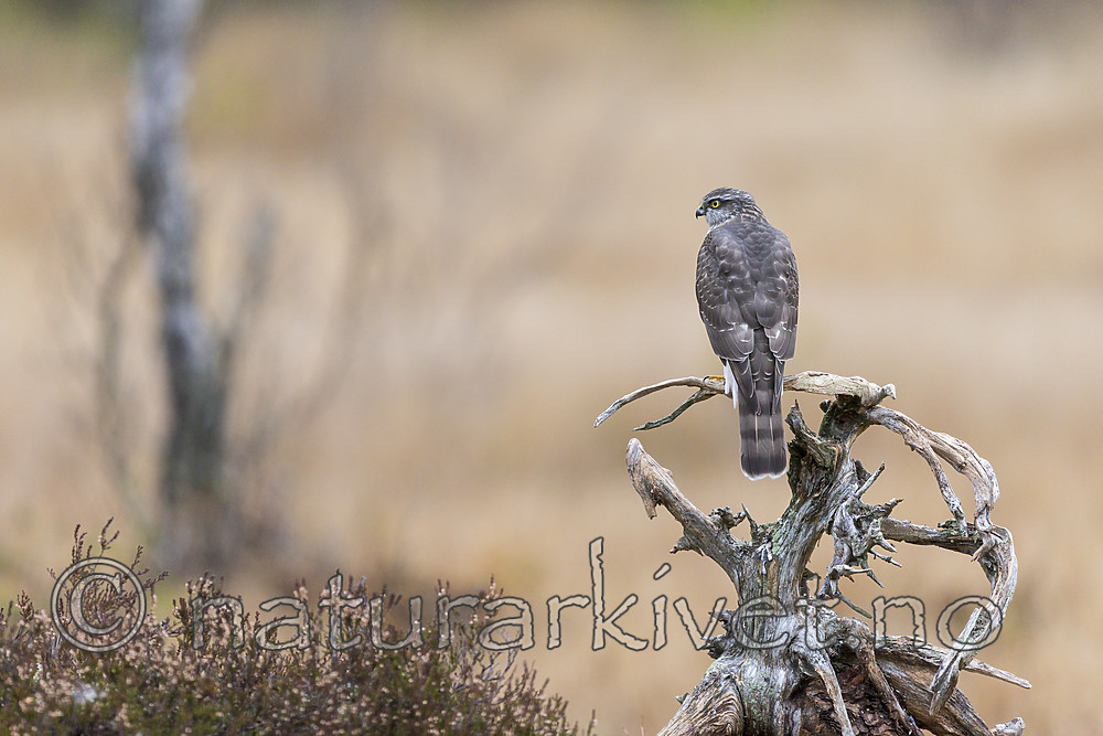 KA_171015_45 / Accipiter nisus / Spurvehauk