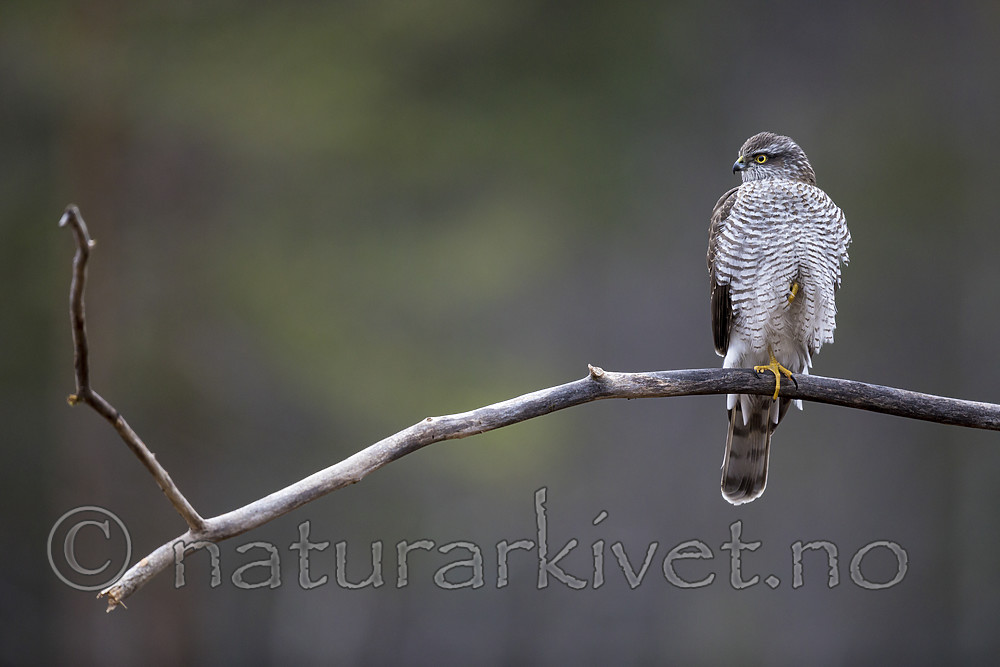 KA_171015_68 / Accipiter nisus / Spurvehauk