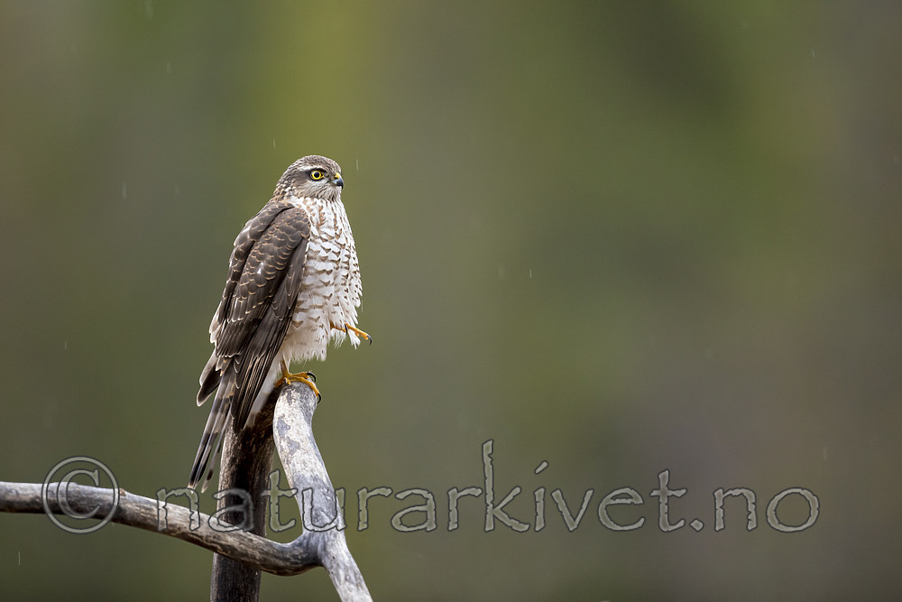KA_171015_7 / Accipiter nisus / Spurvehauk