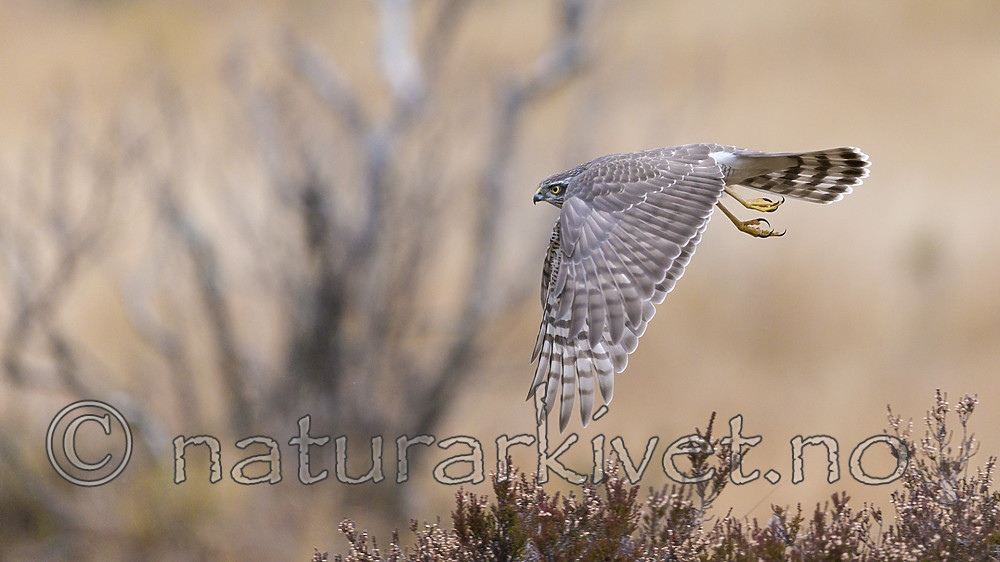 KA_171015_89 / Accipiter nisus / Spurvehauk