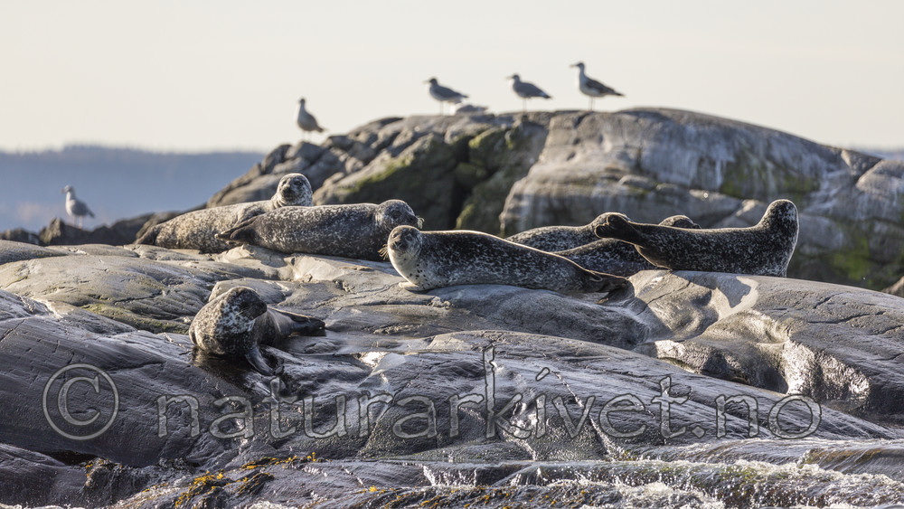 KA_171018_13 / Phoca vitulina / Steinkobbe