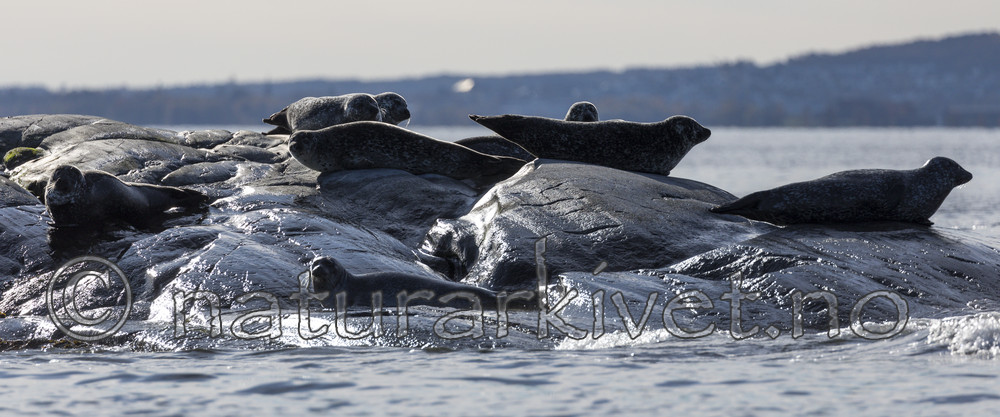 KA_171018_24 / Phoca vitulina / Steinkobbe