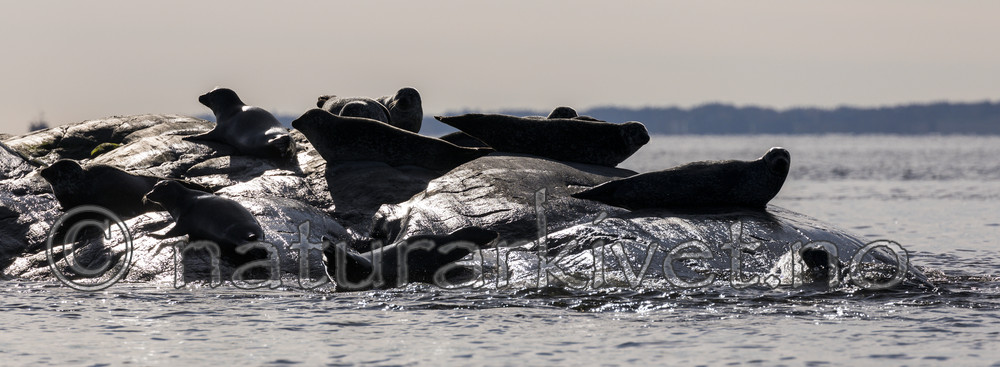 KA_171018_27 / Phoca vitulina / Steinkobbe