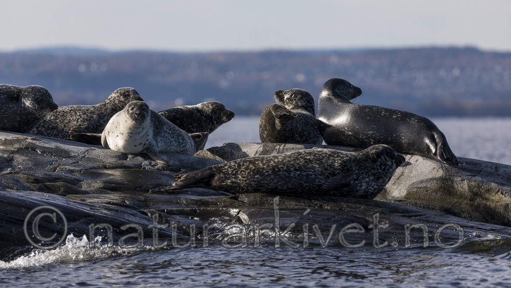 KA_171018_33 / Phoca vitulina / Steinkobbe