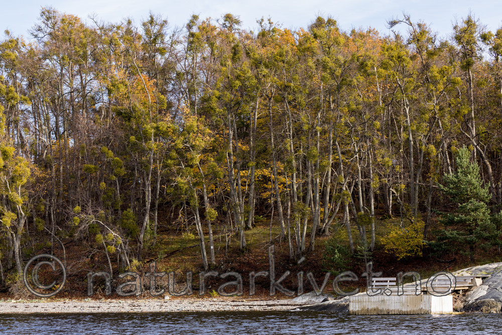 KA_171018_55 / Viscum album / Misteltein