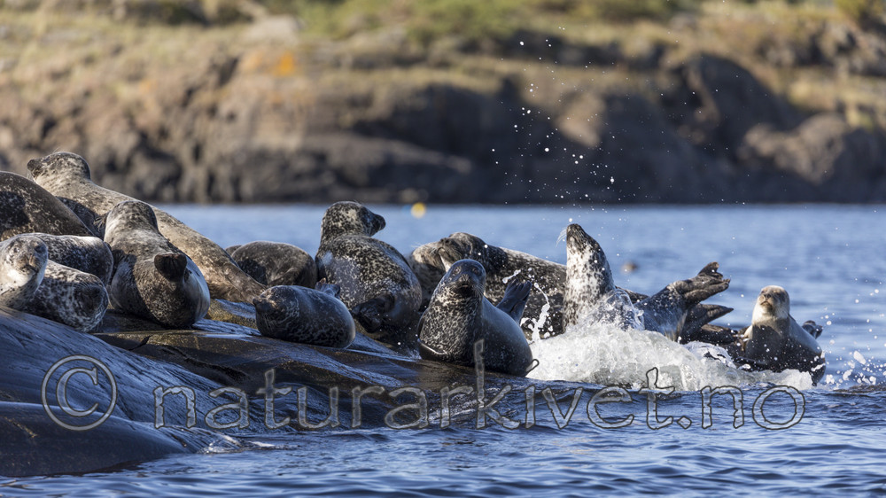 KA_171018_8 / Phoca vitulina / Steinkobbe