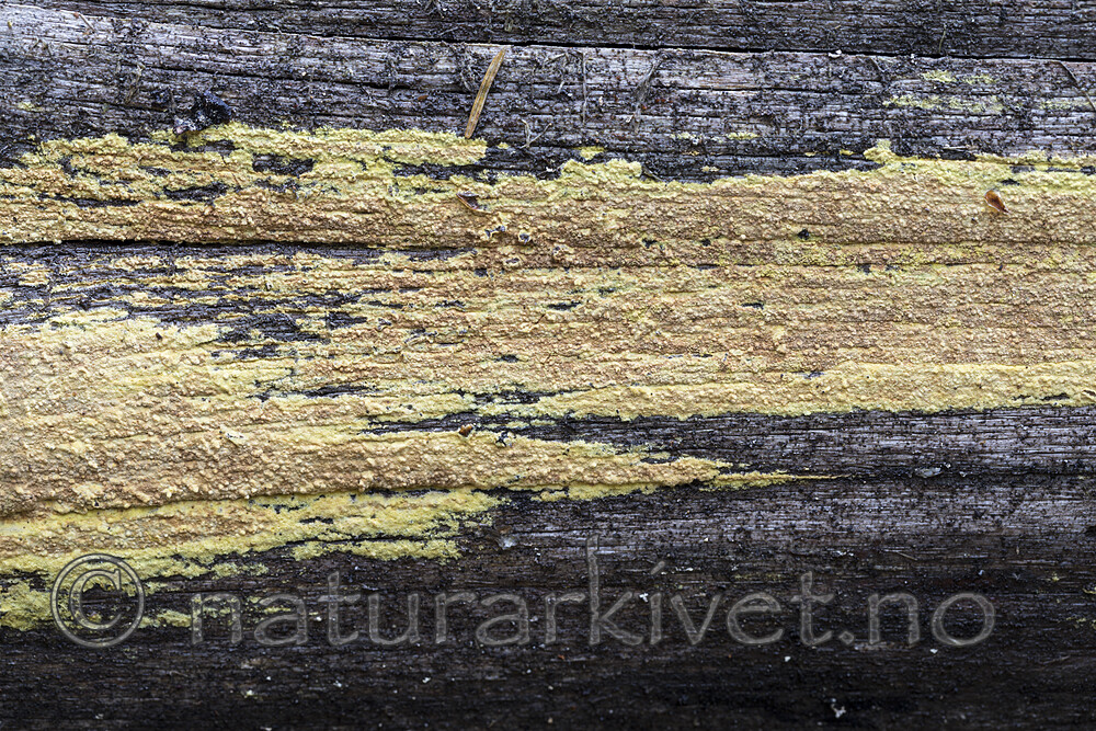 KA_171101_20 / Amylocorticium subincarnatum / Rosenjodskinn