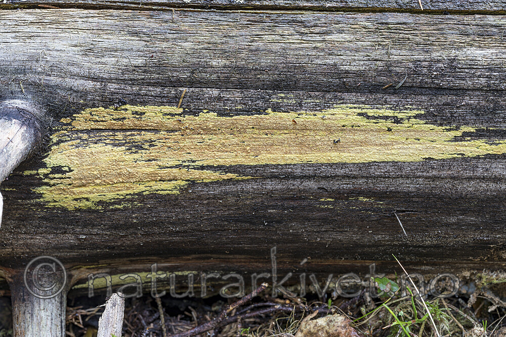 KA_171101_21 / Amylocorticium subincarnatum / Rosenjodskinn