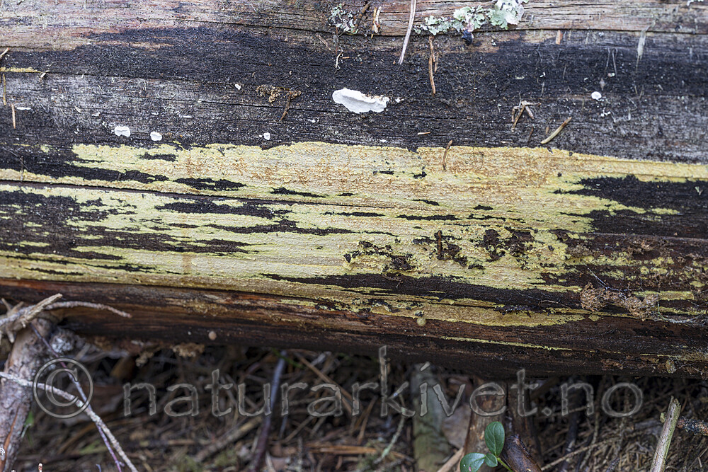 KA_171101_22 / Amylocorticium subincarnatum / Rosenjodskinn