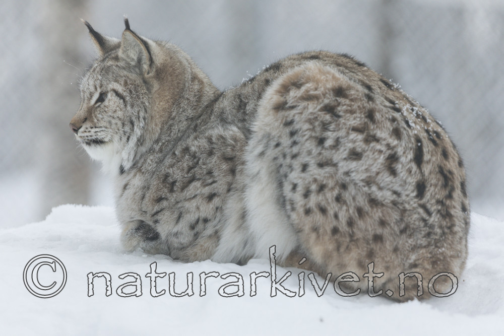 KA_171230_105 / Lynx lynx / Gaupe