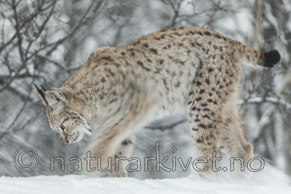 KA_171230_110 / Lynx lynx / Gaupe