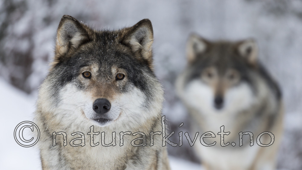 KA_171230_15 / Canis lupus / Ulv