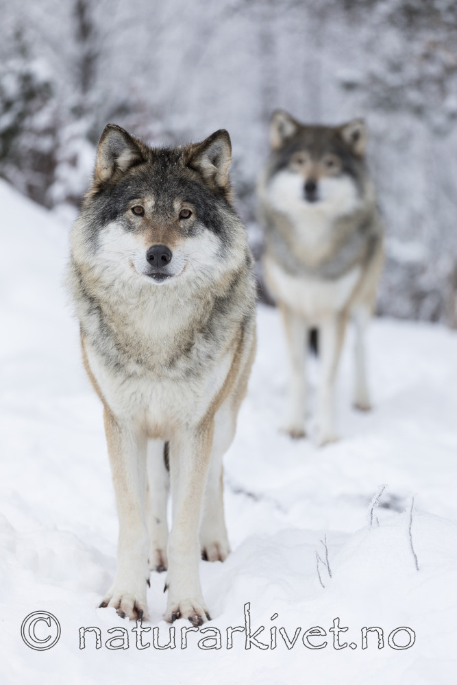 KA_171230_18 / Canis lupus / Ulv