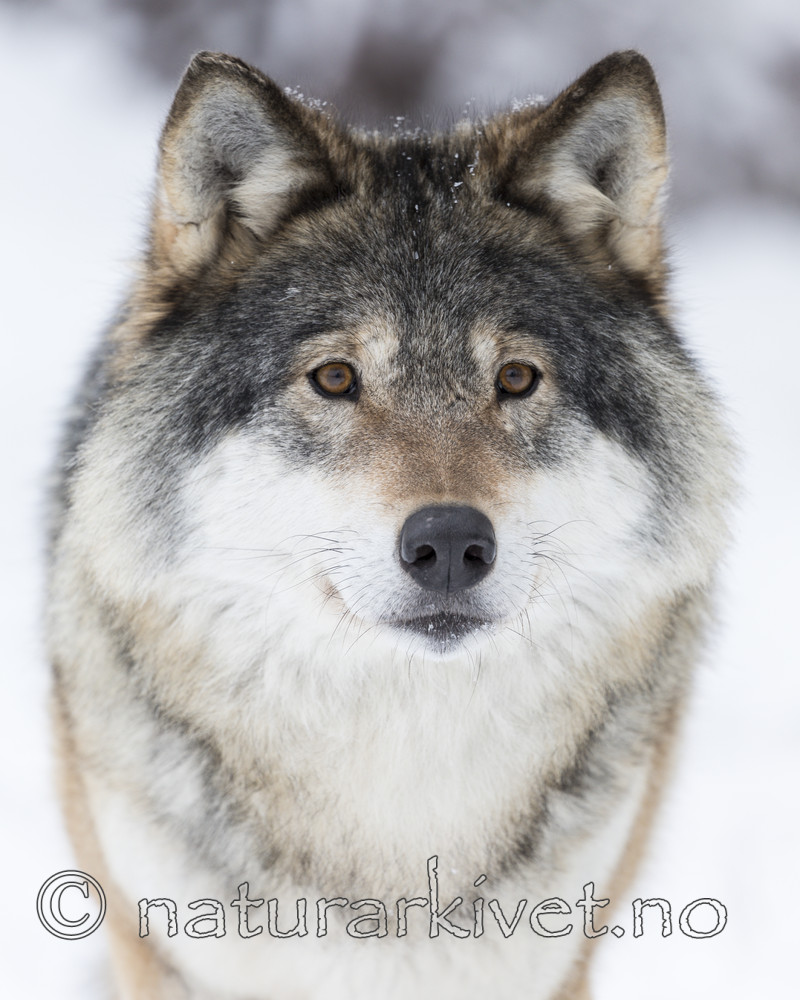 KA_171230_23 / Canis lupus / Ulv
