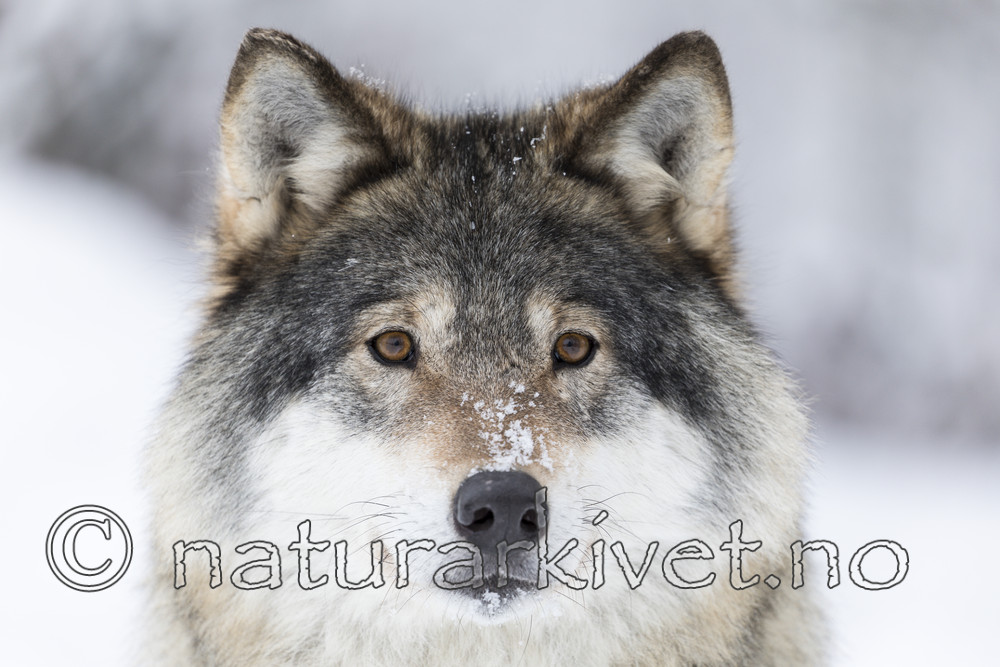 KA_171230_26 / Canis lupus / Ulv