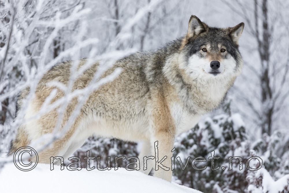 KA_171230_3 / Canis lupus / Ulv