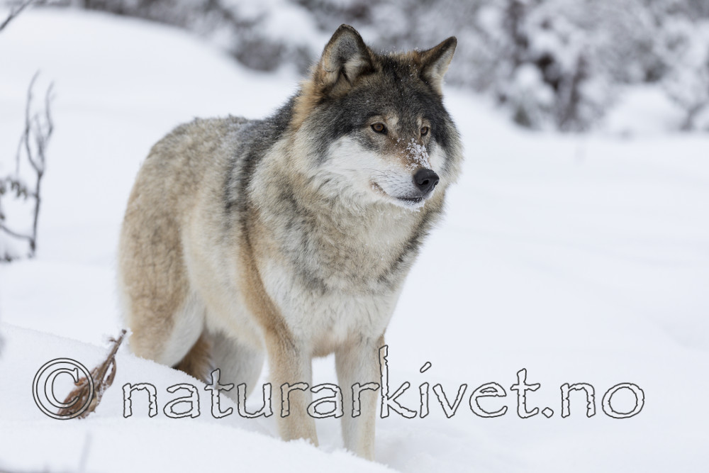 KA_171230_32 / Canis lupus / Ulv