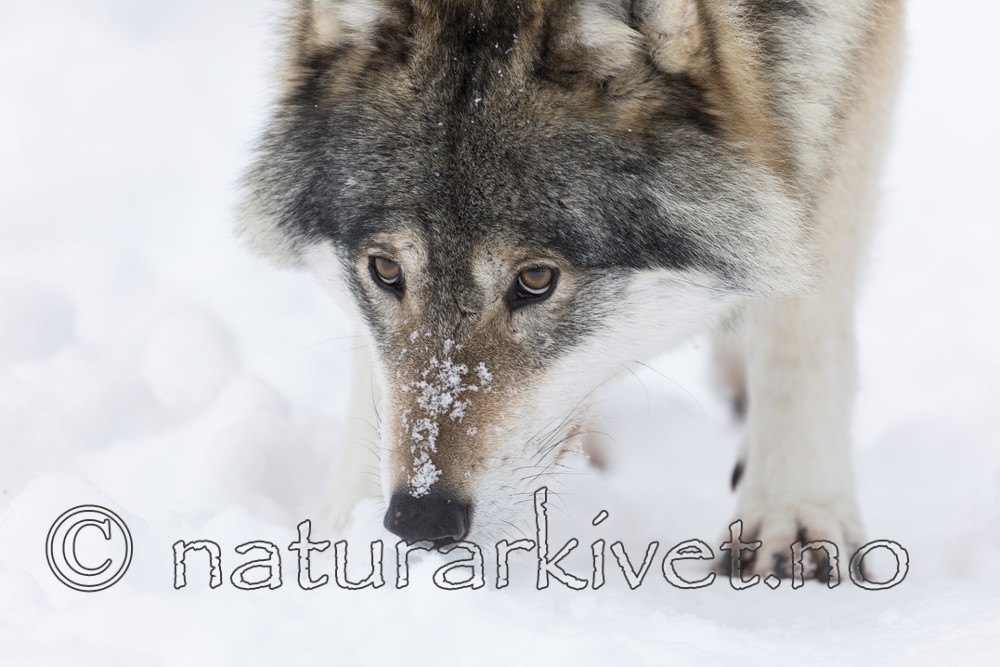 KA_171230_34 / Canis lupus / Ulv