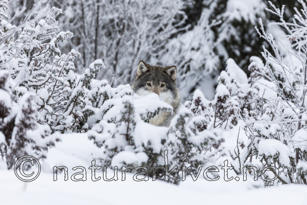 KA_171230_5 / Canis lupus / Ulv