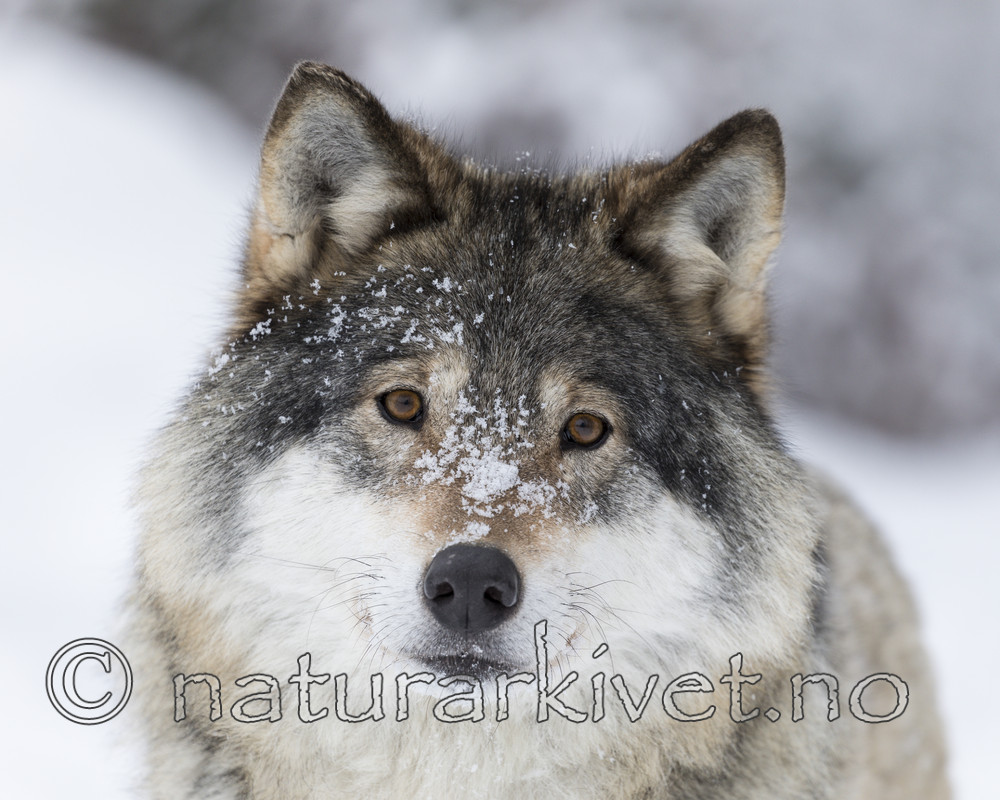 KA_171230_51 / Canis lupus / Ulv