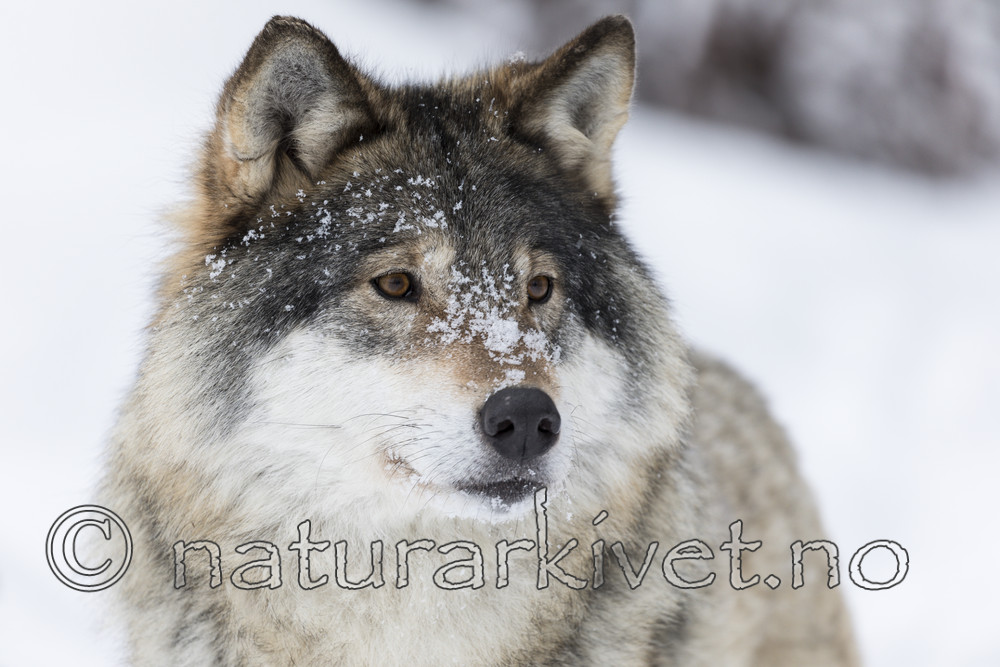 KA_171230_52 / Canis lupus / Ulv