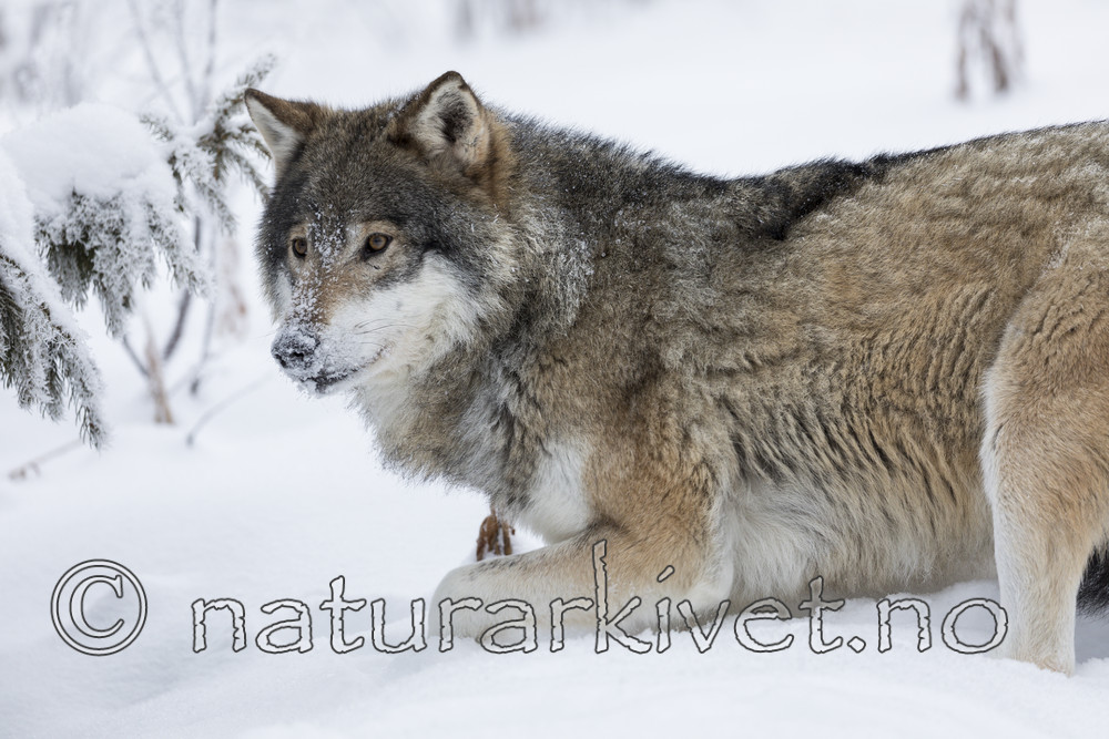 KA_171230_66 / Canis lupus / Ulv