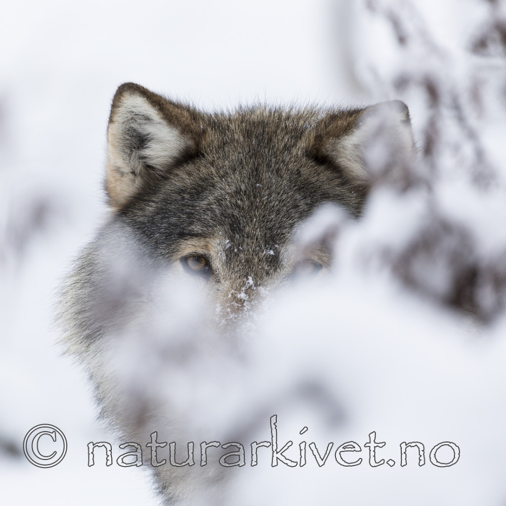 KA_171230_71 / Canis lupus / Ulv