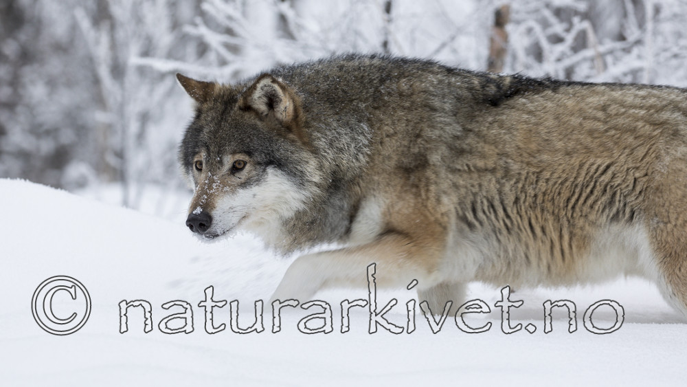 KA_171230_73 / Canis lupus / Ulv